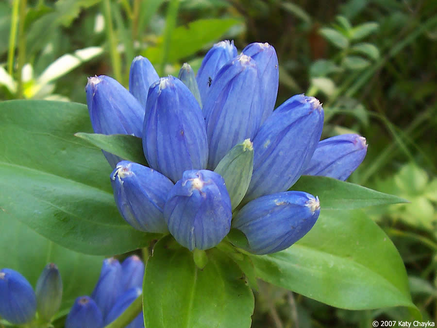 Gentiana Andrewsii Alchetron The Free Social Encyclopedia