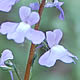 [photo of Canada Toadflax]