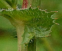 [photo of upper leaf axil]