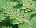 [photo of spores]