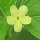[photo of American Gromwell]