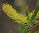 [photo of male catkins ©Judy Gallagher]