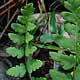 [photo of Crested Fern]
