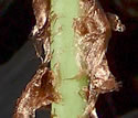 [photo of lower stem]