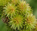 [photo of spike clusters]