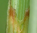 [photo of sheath, ligule and rolled leaf
