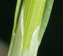 [photo of stem sheath (torn at the tip) and ligule]