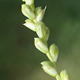 [photo of Necklace Spike Sedge]