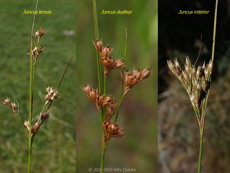 Juncus Tenuis Path Rush Minnesota Wildflowers Juncus Tenuis Path Rush Minnesota Wildflowers