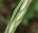 [photo of panicle in June]