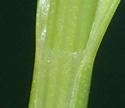 [photo of stem, sheath and flat leaf base]
