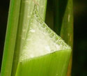 [photo of lower stem leaves and cross-section]