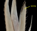 [photo of mature spikelet and grain]
