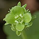 [photo of Moschatel]