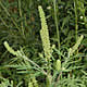 [photo of Common Ragweed]