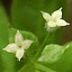 [photo of Fragrant Bedstraw]