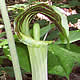 [photo of Jack-in-the-Pulpit]