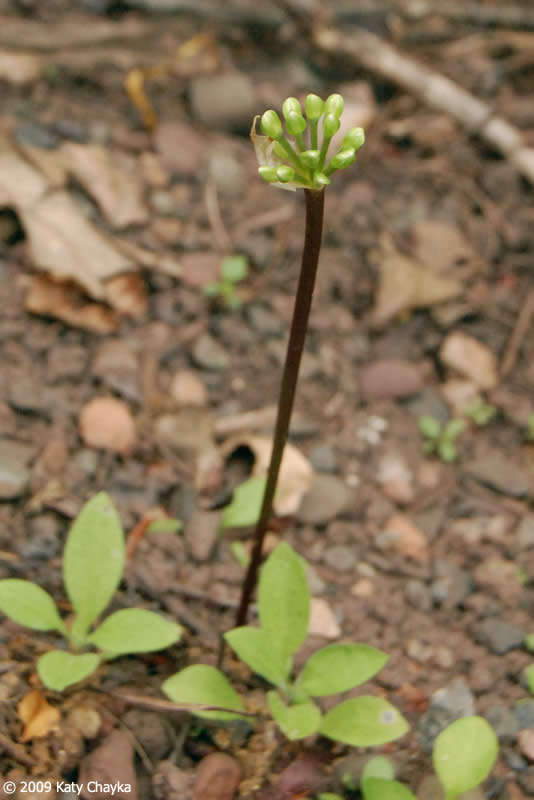 Allium tricoccum (Wild Leek): Minnesota Wildflowers
