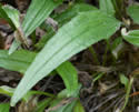 [photo of basal leaves, with old persistent leaves]