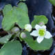 [photo of Floating Marsh Marigold]