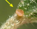 [close-up of leaf glands]