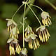 [photo of Early Meadow Rue]