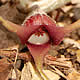 [photo of Canadian Wild Ginger]