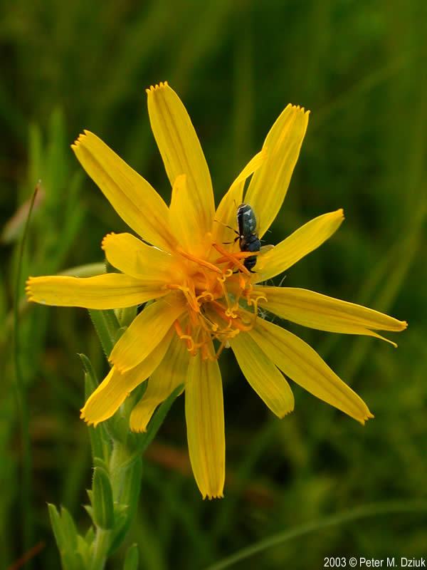 Agoseris glauca (False Dandelion): Minnesota Wildflowers