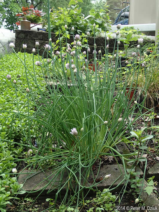 Allium schoenoprasum (Wild Chives): Minnesota Wildflowers