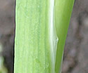 [photo of leaf sheath]