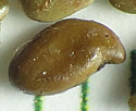 [photo of seed]
