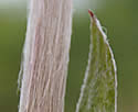 [photo of stem and upper leaf]