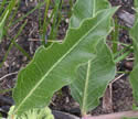 [photo of lance-oblong leaves]
