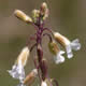 [photo of Collins' Rock Cress]