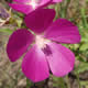 [photo of Clustered Poppy-mallow]