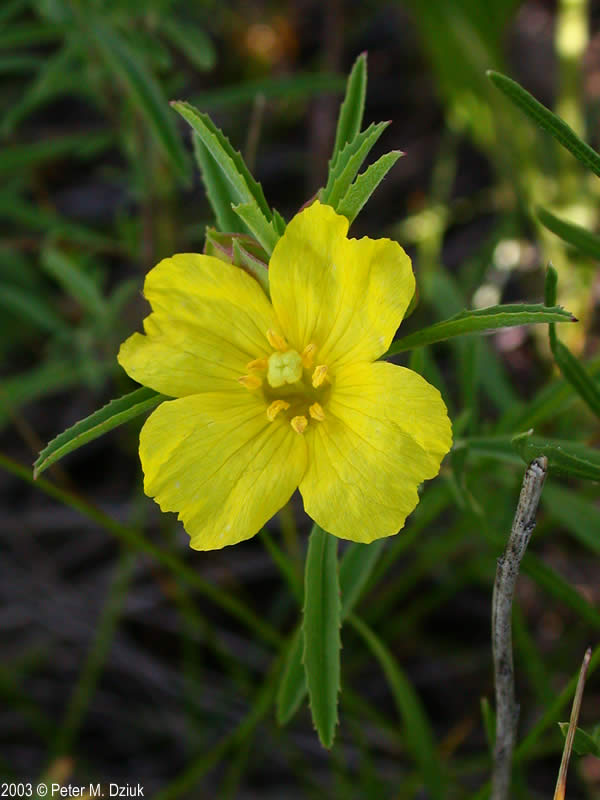 Calylophus serrulatus (Yellow Sundrops) Minnesota Wildflowers