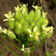[photo of Small-seeded False Flax]