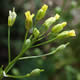 [photo of Large-seeded False Flax]