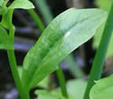 [photo of upper stem leaves]