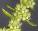 [close-up of flower clusters]