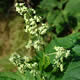 [photo of Maple-leaf Goosefoot]
