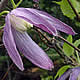 [photo of Purple Clematis]