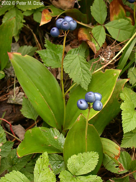 25 seeds Clintonia borealis bluebead lily Northern clintonia