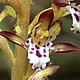 [photo of Spotted Coralroot]