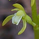 [photo of Early Coralroot]