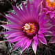 [photo of Pincushion Cactus]