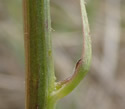 [photo of stem and upper stem leaf]