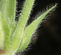 [photo of stipules, leaf stalk and stem]