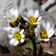 [photo of Spring Whitlow-grass]