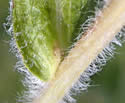 [photo of mid stem leaf]